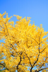 イチョウと青空