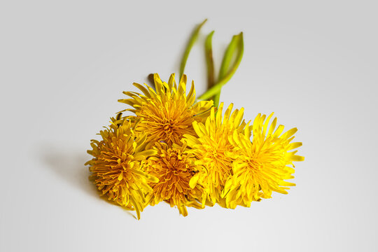Dandelion stalks with yellow flowers on a light table surface