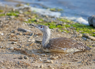 Close-up photo of a red-throated loon in winter plumage resting on the bank of the estuary