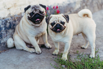 Pugs. Dogs ask for food from the owner.