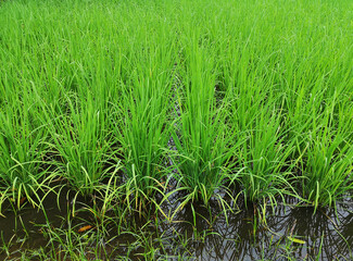 Green rice field, Asia, Thailand, background