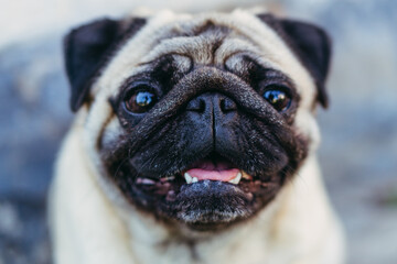Pug. Pug breed dog portrait.