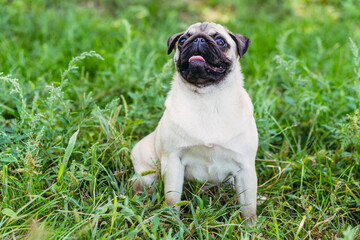Pug. Pug breed dog portrait.