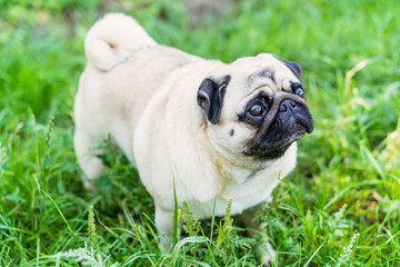 Obraz premium Pug. Pug breed dog portrait.