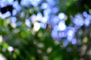 spider on a web