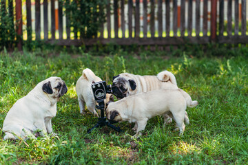 Retro camera. The dogs look at the retro camera. Dog breed Pugs