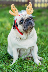 Fototapeta premium Pug. Portrait of a dog in a headdress in the form of deer horns.