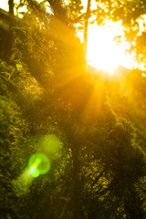 Obraz na płótnie Canvas sun rays through the forest