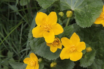 Supfdotterblumen Nah