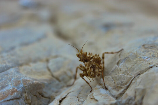 praying mantis on a rock