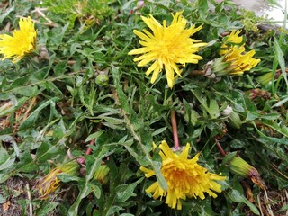 yellow flowers in the garden
