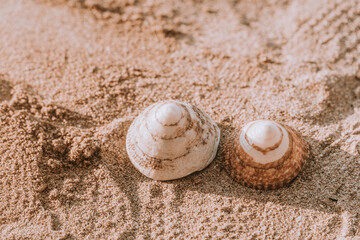 The exoskeletons of snails and clams, or their shells in common parlance, differ from the endoskeletons of turtles in several ways. 