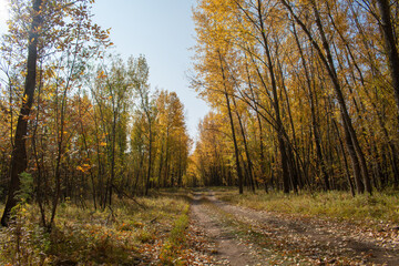 road in the autumn Sunny forest