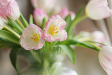 Close-up of beautiful Dutch pink tulips.