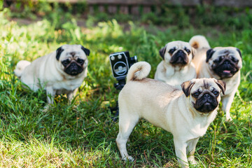Obraz premium Retro camera. The dogs look at the retro camera. Dog breed Pugs