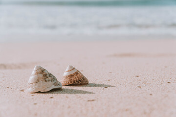 The exoskeletons of snails and clams, or their shells in common parlance, differ from the endoskeletons of turtles in several ways. 