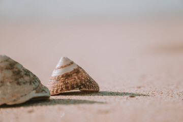 The exoskeletons of snails and clams, or their shells in common parlance, differ from the endoskeletons of turtles in several ways. 