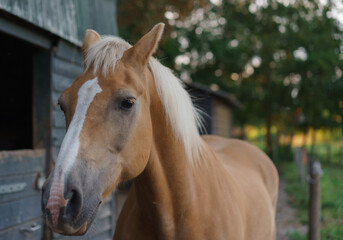 Brown with white horse close-up portrait. Beautiful animal.
