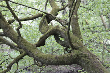 Verschlungene &Auml;ste