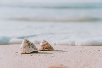 The exoskeletons of snails and clams, or their shells in common parlance, differ from the...