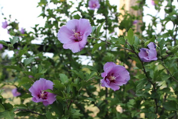 Hibiscus flower. Beautiful hibiscus bush bloomed. Hibiscus blooming postcard