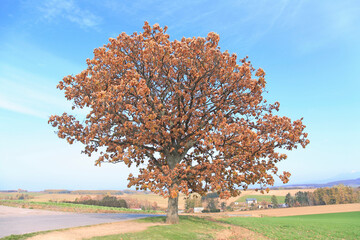 Naklejka premium セブンスターの木