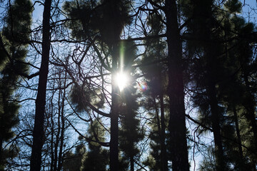 Flash of a sunbeam filtering through the forest trees.