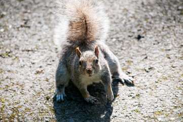 The gray squirrel