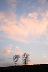 Obraz premium パフィーの木