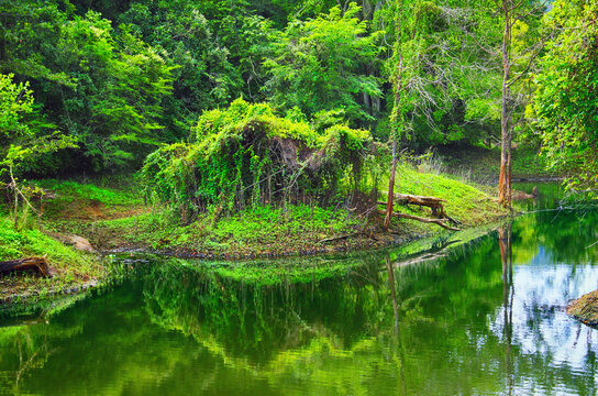 Beautiful image in green tones, Scenic view with boggy creek and thick brush reflected in calm water of pond in tropical forest, national park of Tissamaharama (Tissa), Sri Lanka island, South Asia