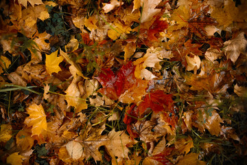 Fallen autumn multicolored leaves, wet after the rain. Top view. Soft focus