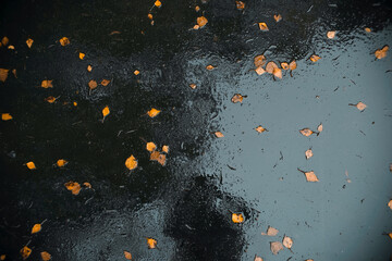 Autumn yellow leaves on wet asphalt after rain, top view. Cold weather concept, rainy season, autumn. Copy space