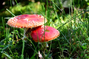 Giftiger roter Fliegenpilz mit weißen Punkten im grünen Gras einer Waldlichtung - Gefährlicher Giftpilz
