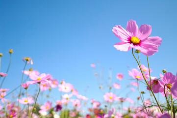 コスモス