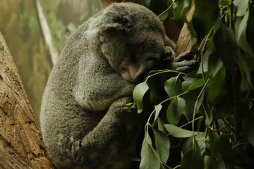 Koala bei seiner Lieblingsbeschäftigung