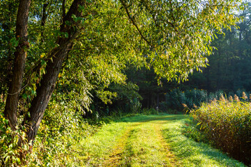 Jezioro Komosa w Puszczy Knyszyńskiej, Podlasie, Polska