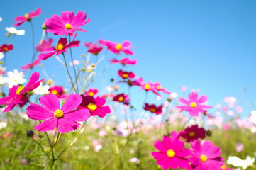 コスモス