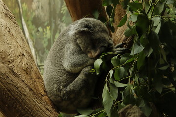 Koala bei seiner Lieblingsbeschäftigung