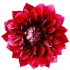 red  dahlia. Flower on a white isolated background with clipping path.  For design.  Closeup.  Nature.