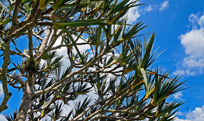 Common screwpine branches (Pandanus utilis) and blue sky