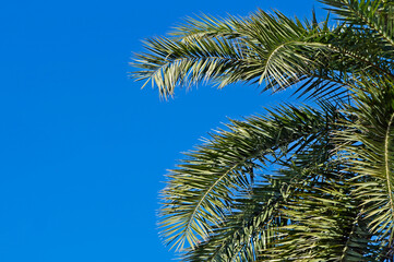 Date palm tree leaves and blue sky