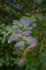 green leaves in the garden