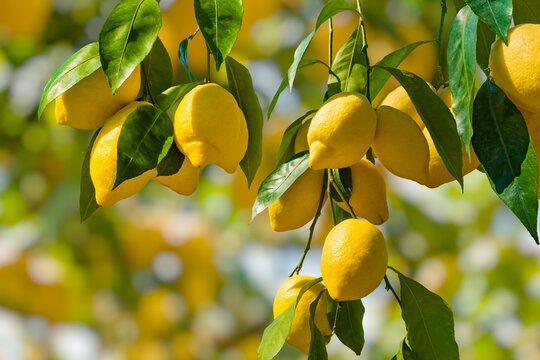 Bunches of fresh yellow ripe lemons with green leaves.