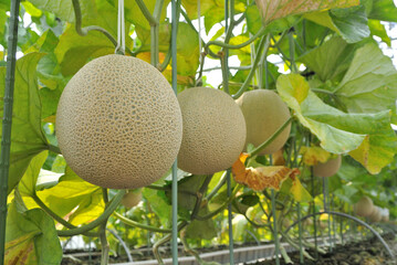 メロン栽培