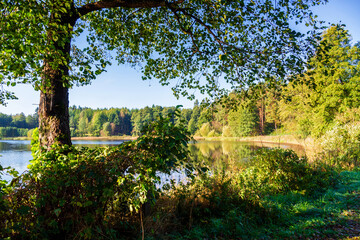 Jezioro Komosa w Puszczy Knyszyńskiej, Podlasie, Polska