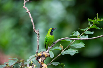 Golden - fronted Leafbird