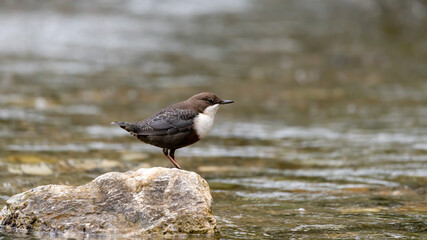 wild lebende tiere,  amsel, schnabel, wild, black, feather, bird