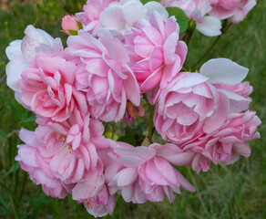 pink flower in the garden