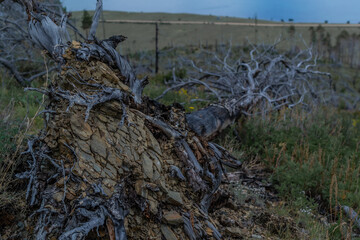 bottom view of tree root with geometric yellow stones inside. Fallen gray dark dry tree after fire. Blue coastline background