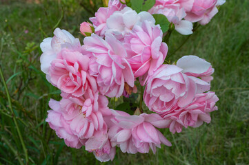 pink flower in the garden
